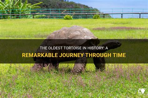 The Orphaned Tortoise and its Remarkable Journey Through Ancient Viet Nam!